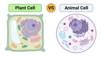 Kajian Sel Tumbuhan dan Sel Hewan