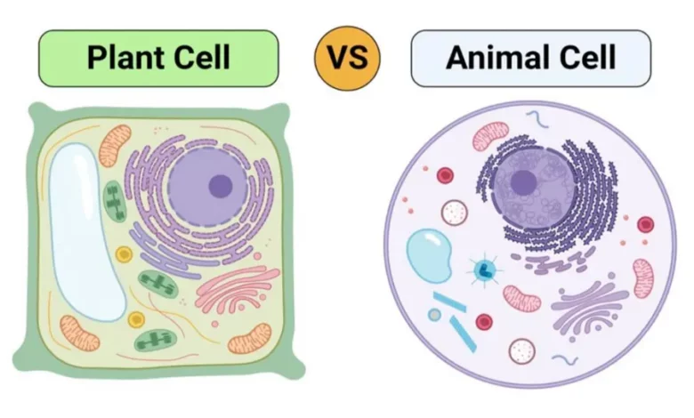 Kajian Sel Tumbuhan dan Sel Hewan