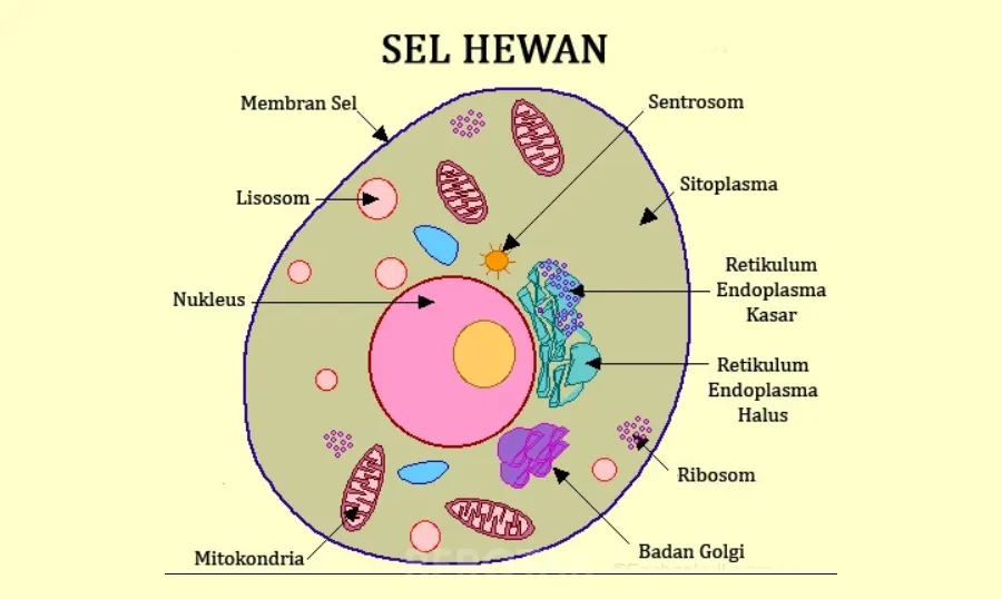 Sel Hewan