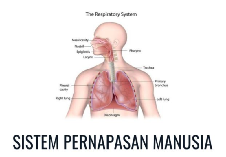 Sistem Pernapasan Manusia