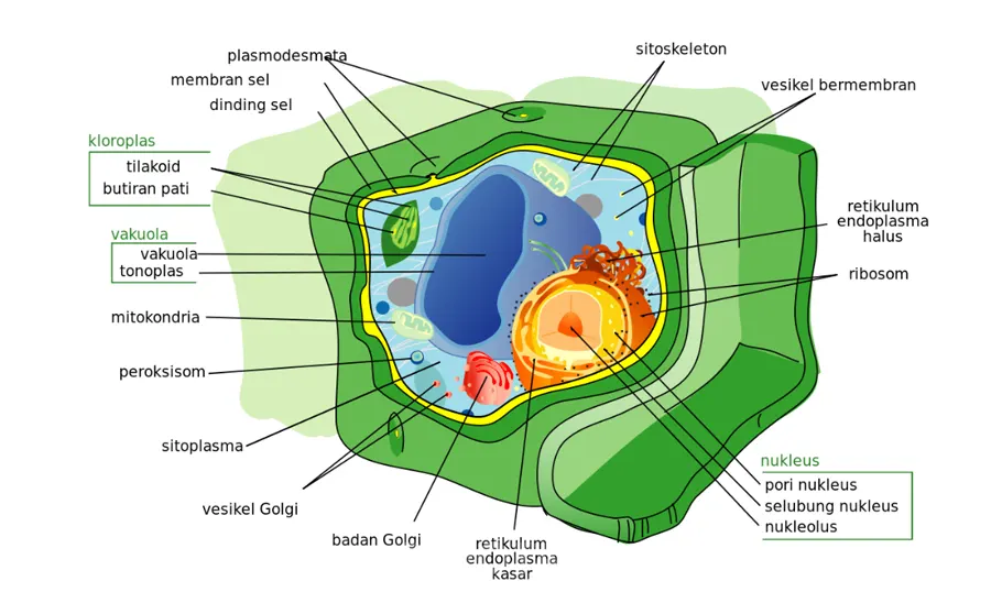 Struktur dan Bagian Sel Tumbuhan