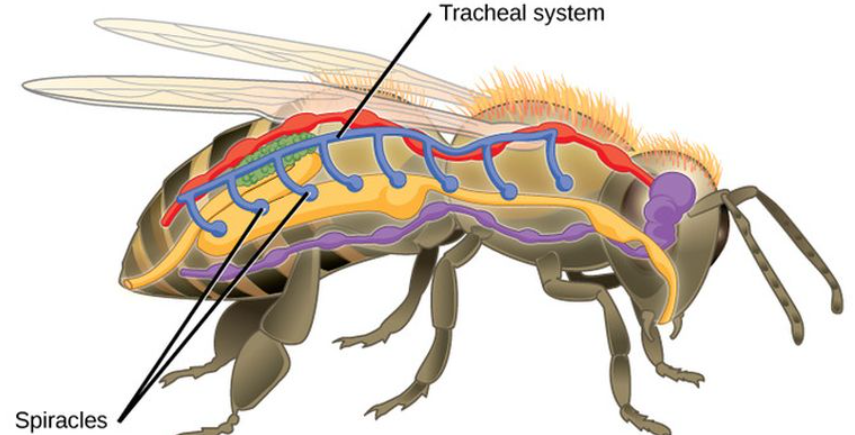 hewan Bernapas dengan Trakea