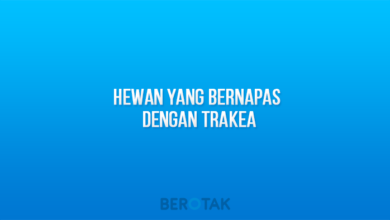 hewan yang bernapas dengan trakea