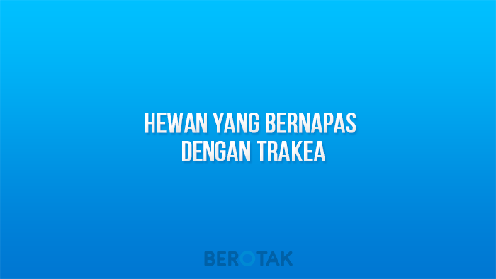 hewan yang bernapas dengan trakea